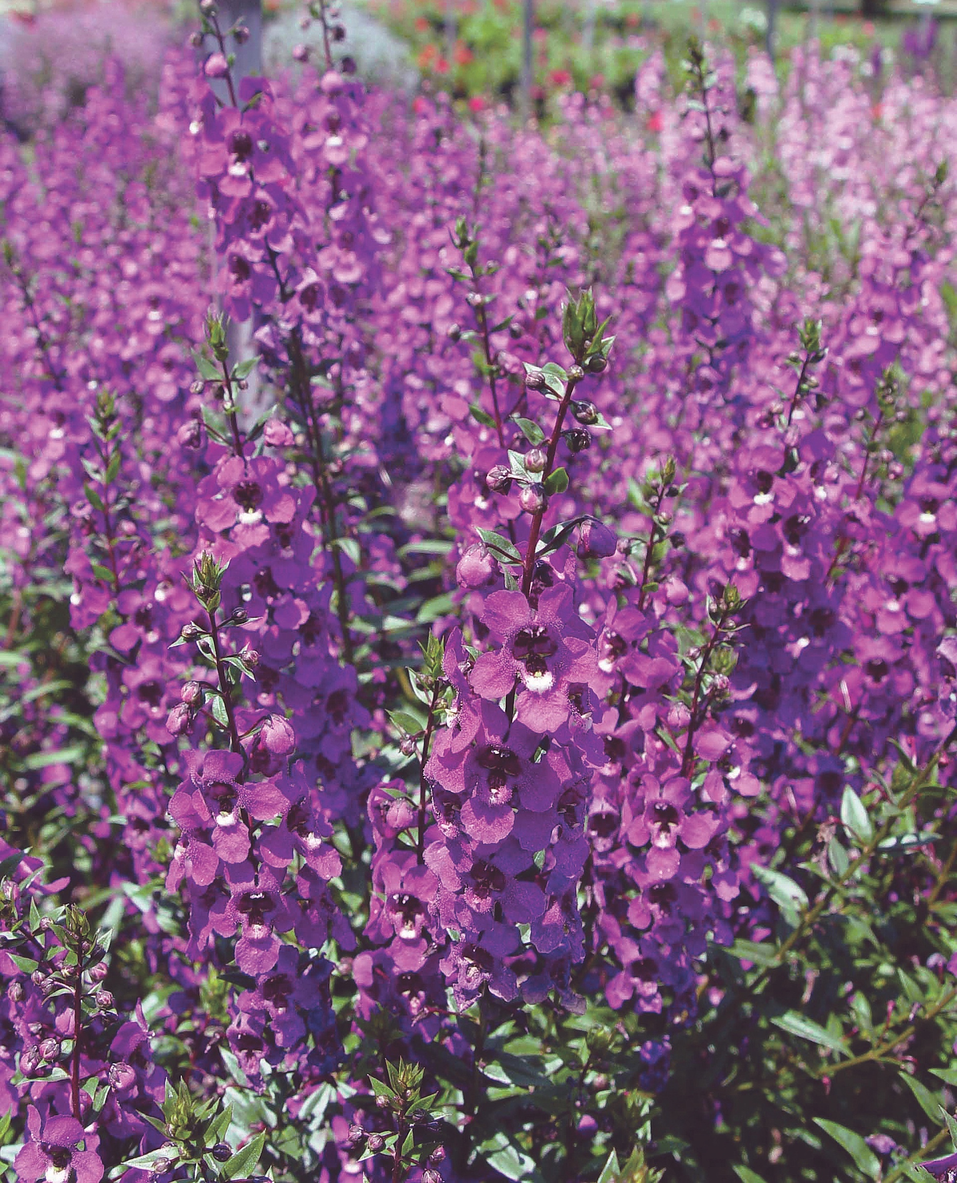 Angelonia Archangel Dark Purple - Ball Australia